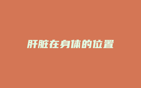 肝脏在身体的位置